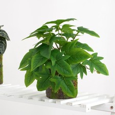 Monstera Deliciosa pianta