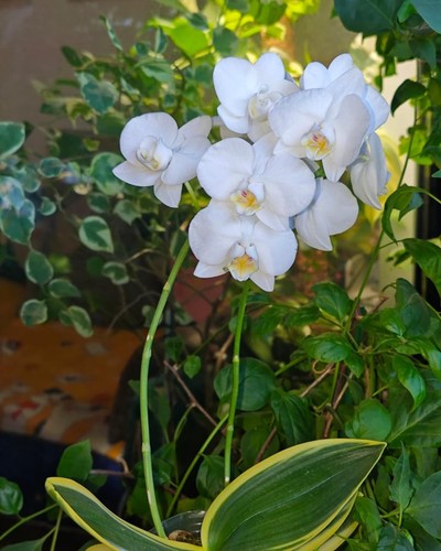Orchidea phalaenopsis phal - phalaenopsis,