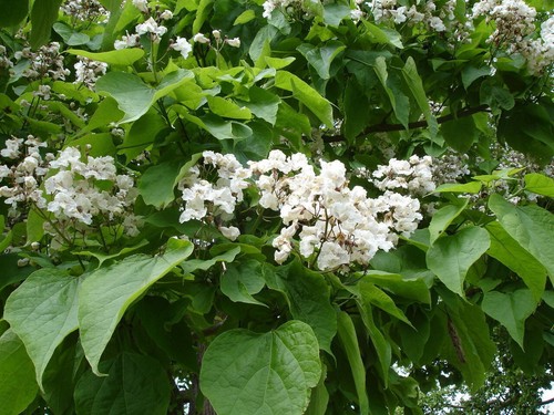 Semi catalpa ovata - -semi, di
