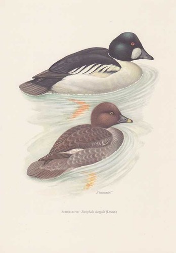 Schellente bucephala clangula - schellente,