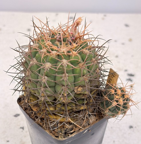 Gymnocalycium blu grigio - gymnocalycium, blu-grigio