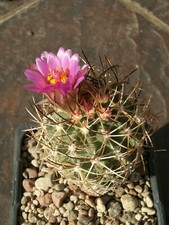 Sclerocactus wetlandicus GH