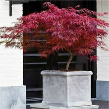 Acero rosso giapponese Acer