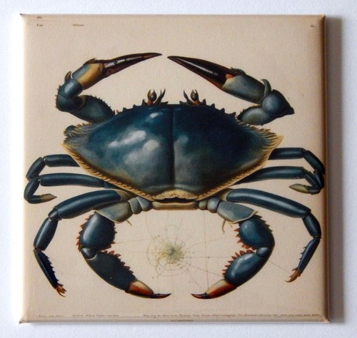 Magnete frigo granchio blu - magnete,