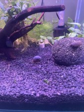 Lumache Planorbellae per