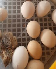 Mix Uova Fertili Feconde MOROSETA  Bianca E Nera Marrone 