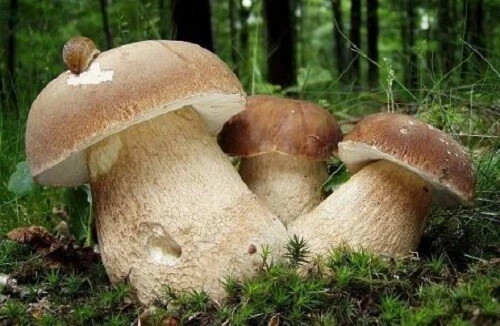 Semi funghi porcini boletus - porcini,