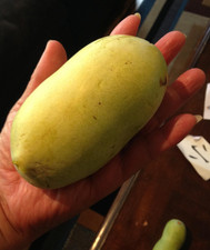 Cold stratified Pawpaw