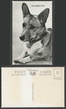 Welsh Corgi Dog Puppy, The