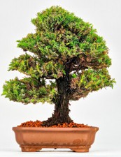 Bonsai di Abete falciforme