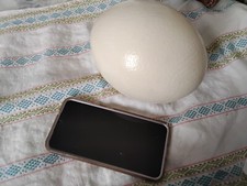 Guscio Uovo di Struzzo Bianco