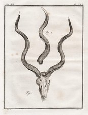 Antilope Antelope Corna