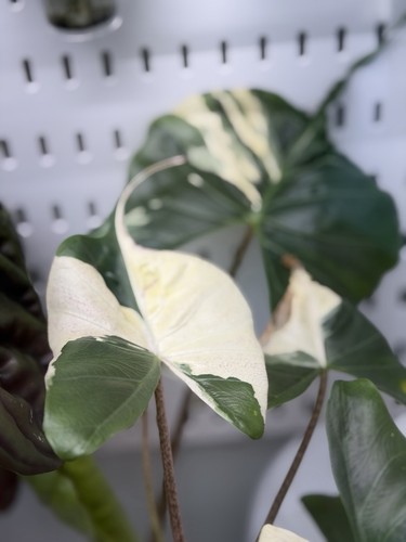 Alocasia stingray albo corm - alocasia,