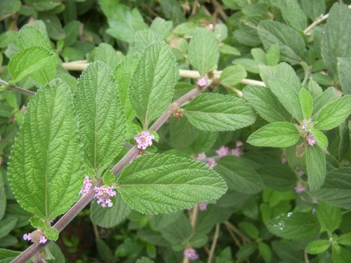 Anice verbena lippia alba - verbena,