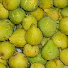 PIANTA DA FRUTTO FICO DOTTATO