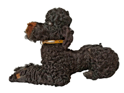 Vecchio barboncino - , in