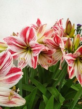 Hippeastrum Striato