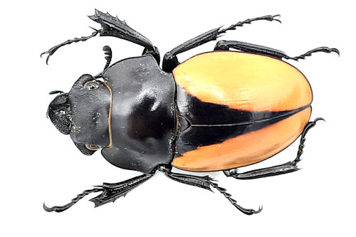 Lucanidae odontolabis mouhoti - lucanidae,,
