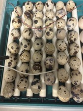 18 uova di quaglia FERTILI