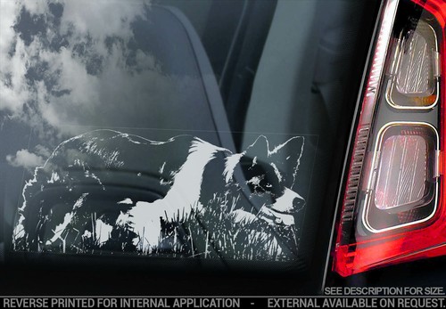 Adesivo auto border collie - collie,