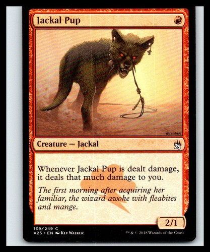 Jackal pup common 139 - pup, |