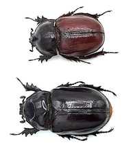 Dynastinae, Strategus