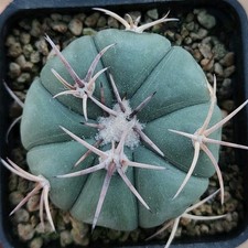 Echinocactus horizonthalonius