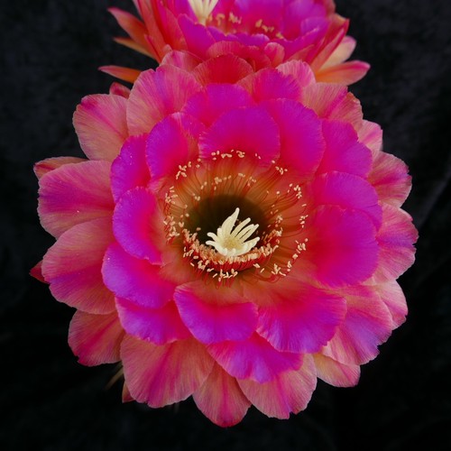 Cactus ibridi - cactus, di