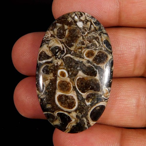 Cabochon ovale fossile - , di