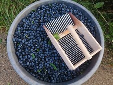 1kg BACCHE di mirto fresche selvatiche - PRENOTAZIONI APERTE