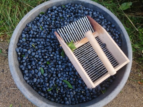 1kg bacche mirto fresche - di,