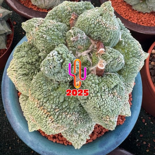 Ariocarpus ret maruibo - ariocarpus,