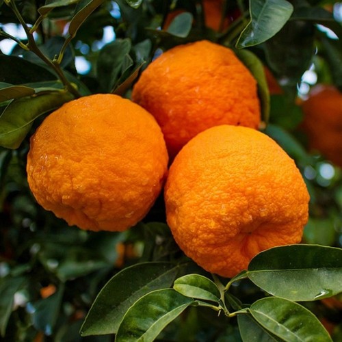 Pianta arancio amaro - arancio, in