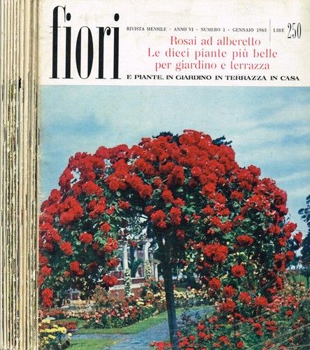 Fiori piante giardino in - in,