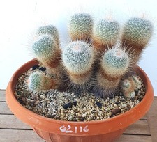 Antica mammillaria geminispina - antica,