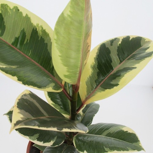 Pianta ficus tineke - pianta,