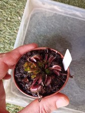 Pianta carnivora Dionaea muscipula 'Clayton's volcanic red', PIANTA VIVA(M)