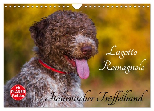 Lagotto romagnolo - lagotto,