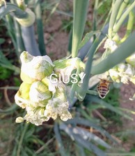 20 Bulbi CIPOLLA EGIZIANA Raccolto 2025 NO SEMI bulbilli RARI