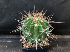 FEROCACTUS FLAVOVIRENS CACTUS