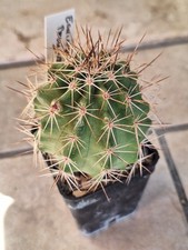 Echinocereus Polycephalus, pot