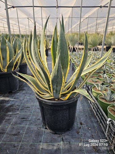 Agave americana marginata vaso - americana,