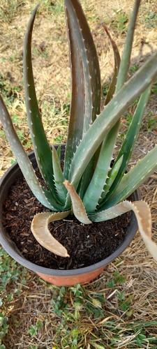 Aloe vera pianta - aloe,