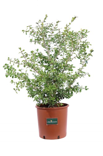 Pianta buxus sempervirens - buxus,