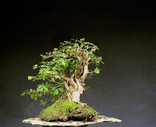 Bonsai lonicera xylosteum - lonicera,