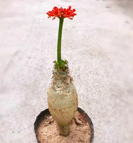 2pz pianta rara bauhinia - pianta,