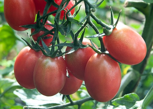 Pomodoro rosita semi - pomodoro,