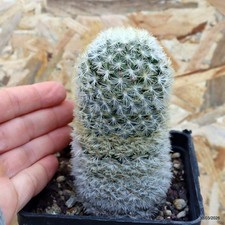 Mammillaria carmenae Vaso 10