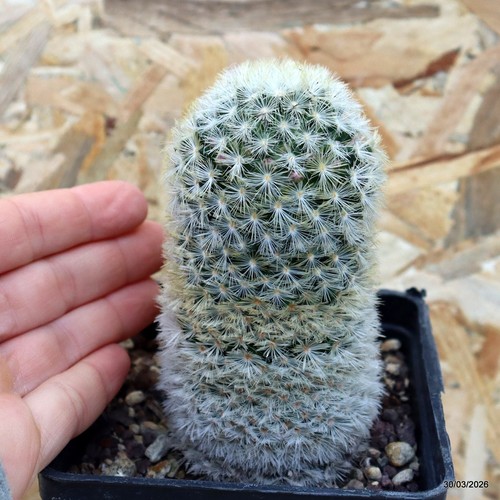 Mammillaria carmenae vaso - mammillaria, 10