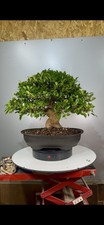 Bonsai Di Ficus Retusa!
